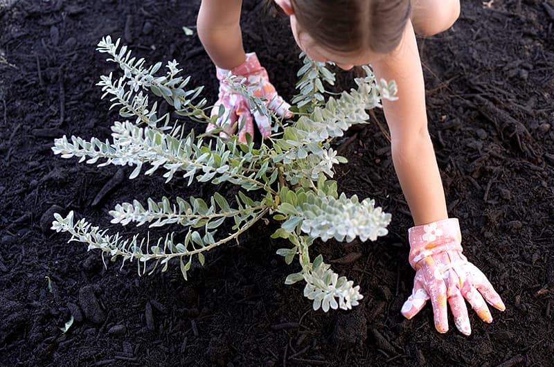 Girl planting a waterwise plant