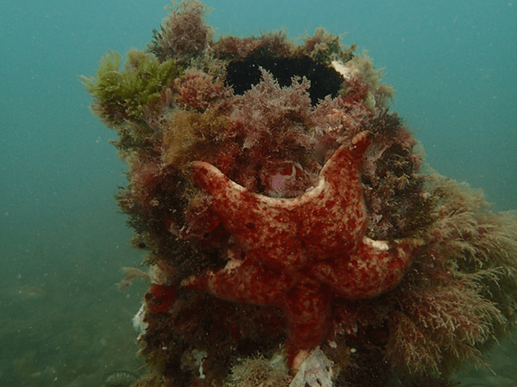 Underwater footage from Perth Seawater Desalination Plant showing a sea star on the diffuser