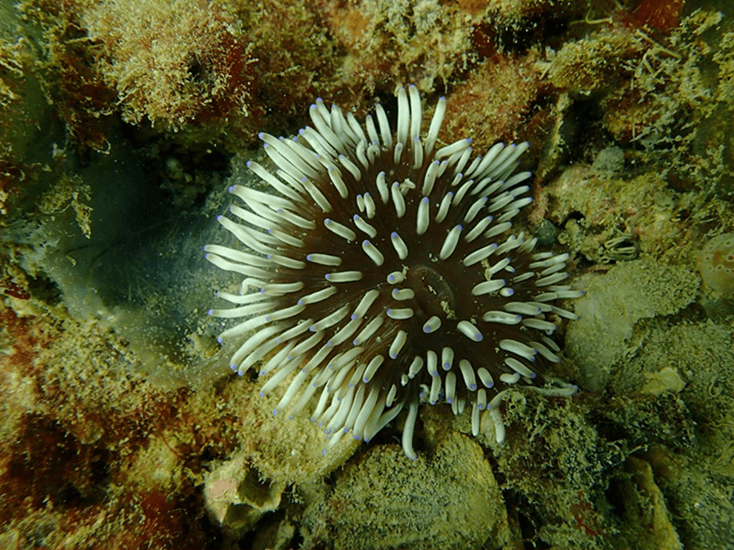 Underwater footage from Perth Seawater Desalination Plant showing a sea anemone