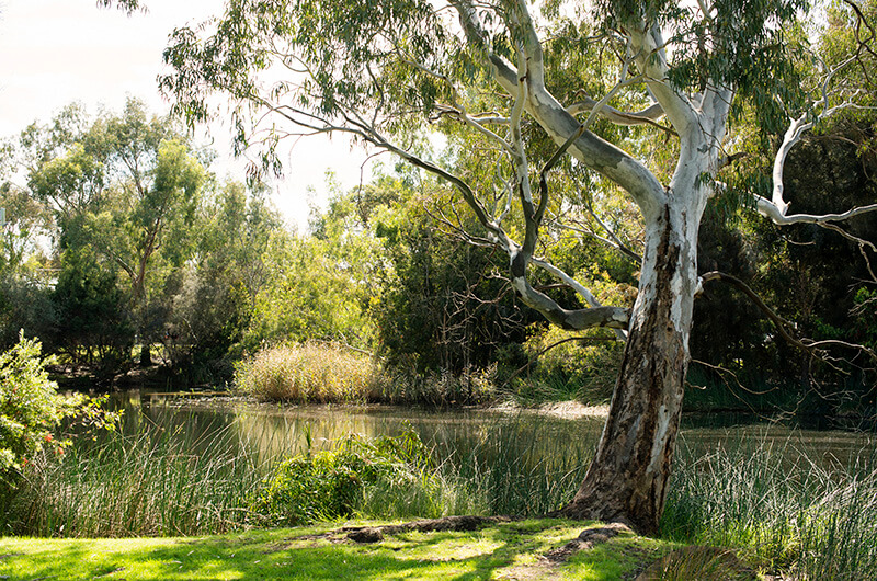 WA wetland rehabilitation